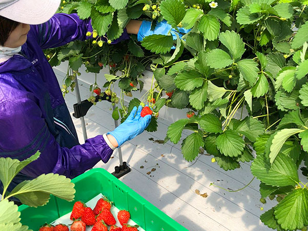 営農ワイエムアイの栽培実績　イチゴ