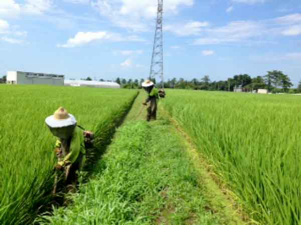 営農ワイエムアイの栽培実績　草刈り
