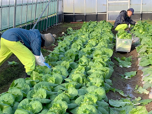 営農ワイエムアイの栽培実績　ミニ白菜
