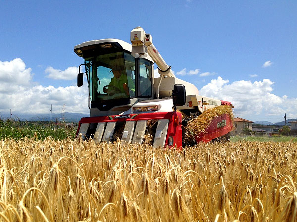 営農ワイエムアイの栽培実績　大麦